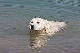 GOLDEN RETRIEVER 894